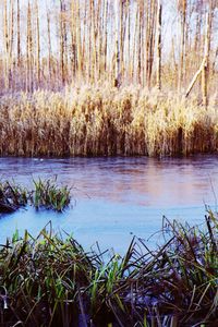 Scenic view of lake in forest