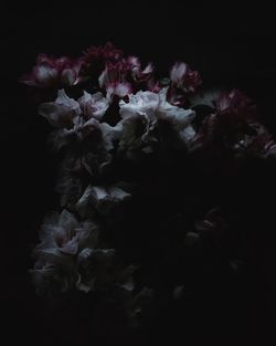 Close-up of flower over black background