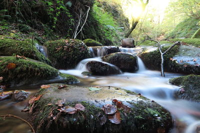 Scenic view of waterfall in forest