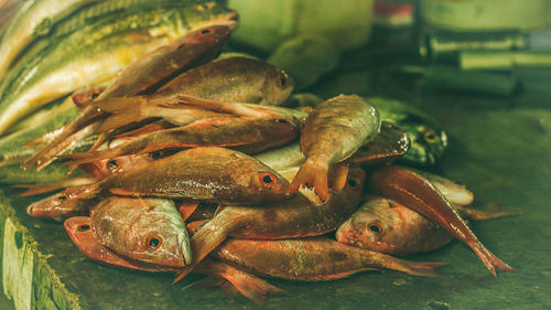 Close-up of dead fish