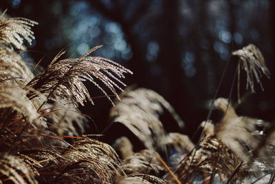 Close-up of leaf