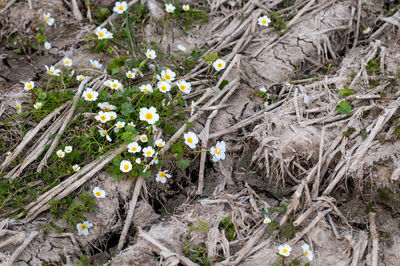 High angle view of wildflowers growing on field