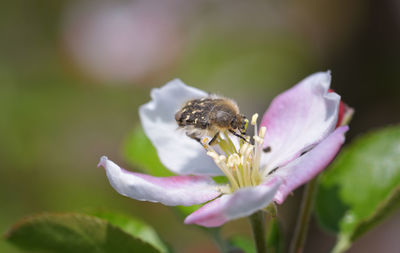 Close-up of bee on flower