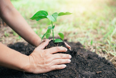 Cropped image of hand holding plant