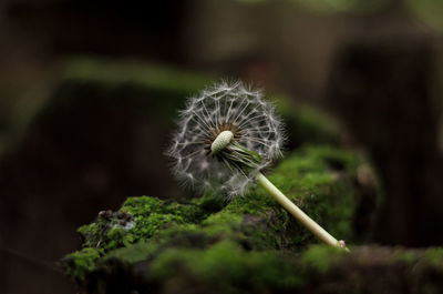 Close-up of dandelion flower