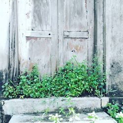 Ivy growing on house