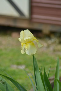 Close-up of white flowers blooming outdoors