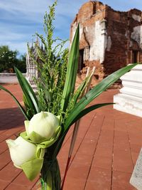 Close-up of potted plant