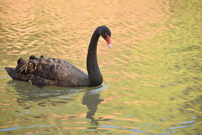 Swan swimming in lake