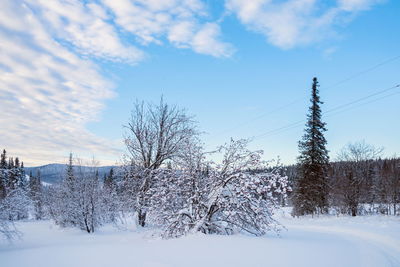 Winter landscape with rowan trees in the snow and a beautiful sky.