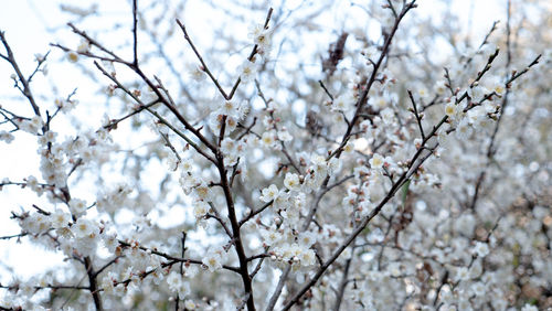 Low angle view of cherry blossom tree