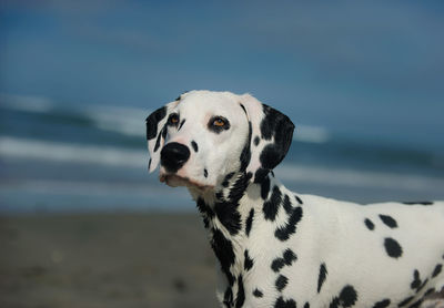 Close-up of dalmatian dog against sea