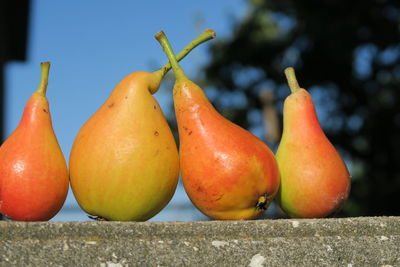 Close-up of fruits on plant