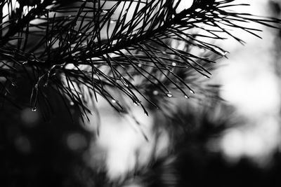 Close-up of water drops on branch