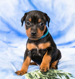 Portrait of puppy sitting on bed