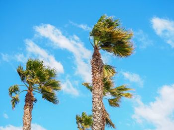 Low angle view of tree against sky