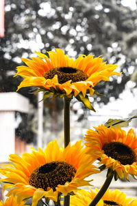 Close-up of sunflower against yellow flower