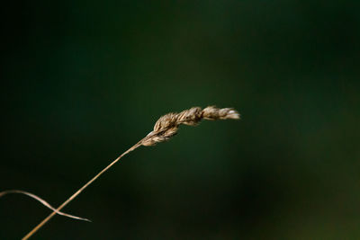 Close-up of wilted plant