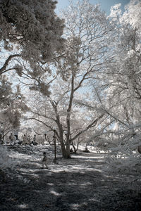 Bare trees on snow covered land