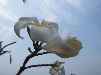 Close-up of white rose flower against sky