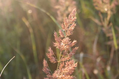 Close-up of flower against blurred background