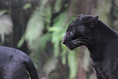 Close-up of black leopard at forest