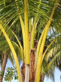 Close-up of palm tree