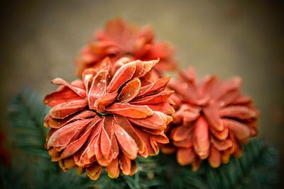 Close-up of orange day lily blooming outdoors