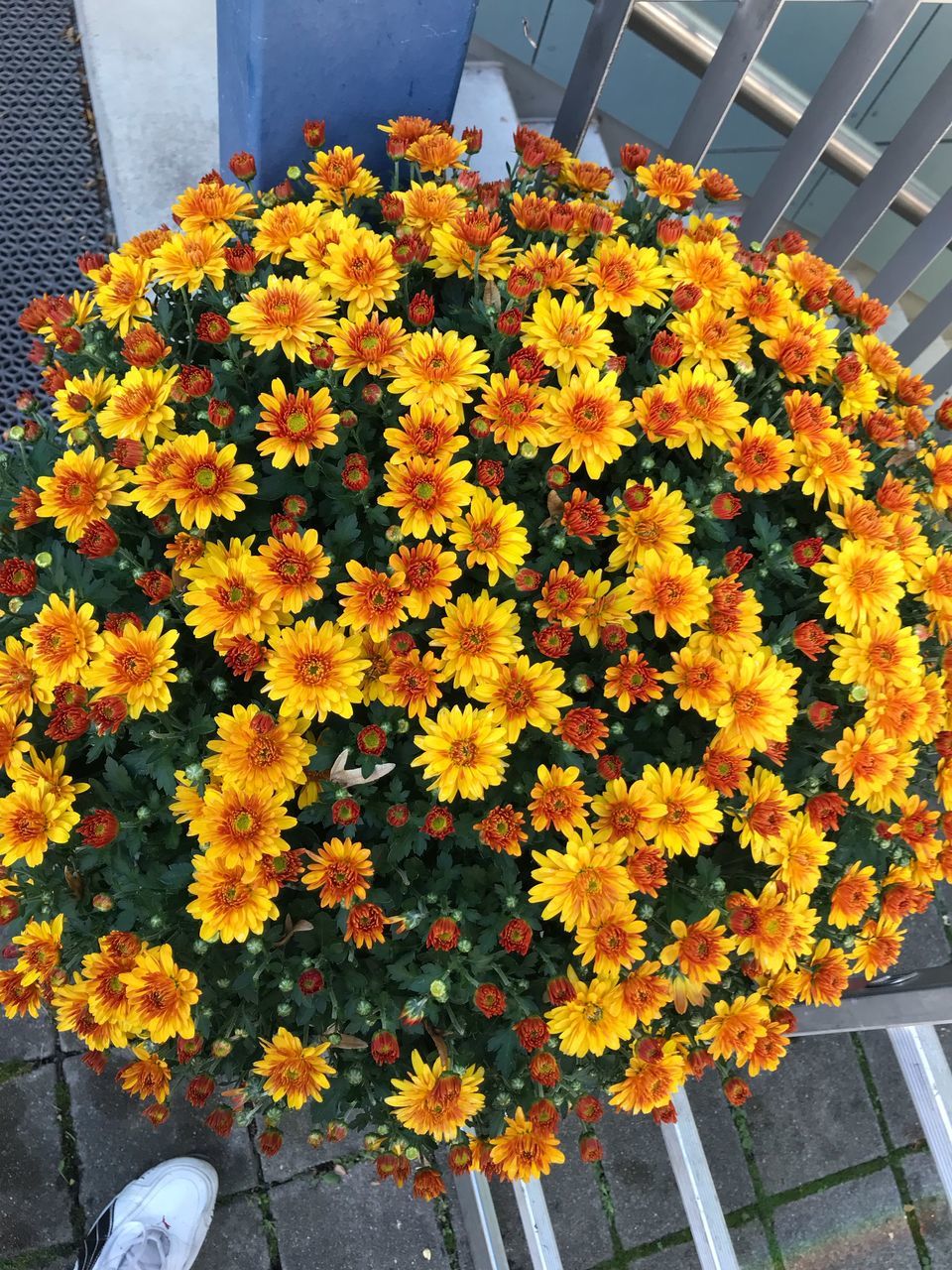 HIGH ANGLE VIEW OF ORANGE FLOWERS