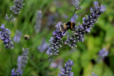 Bee pollinating on flower