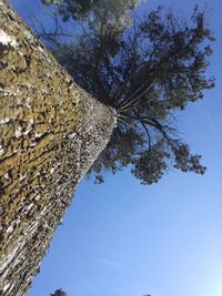 Low angle view of trees against blue sky