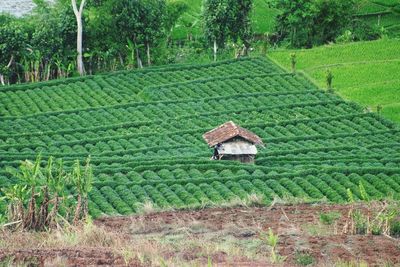 Scenic view of agricultural field