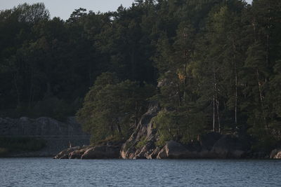 Scenic view of sea against trees in forest