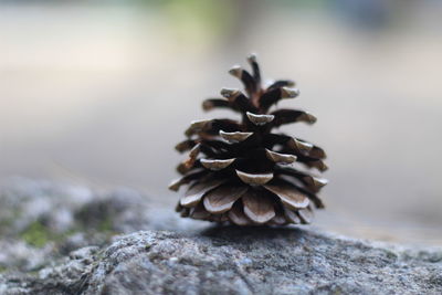 Close-up of pine cone