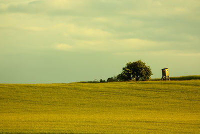 Scenic view of agricultural field against sky