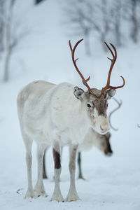 Reindeer standing on snow covered field