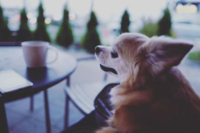 Close-up of chihuahua on chair at cafe