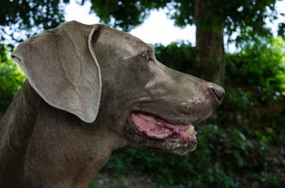 Close-up of weimaraner looking away