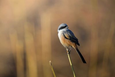 Close-up of bird perching on twig