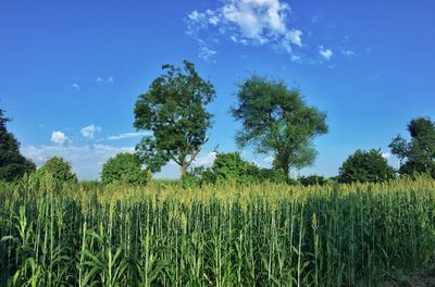 Crops growing on field against sky