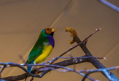 Close-up of parrot perching on branch