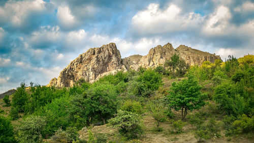 Plants growing on rock against sky