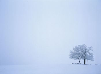 Close-up of tree on snow covered landscape