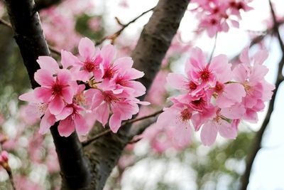 Pink flowers blooming on tree