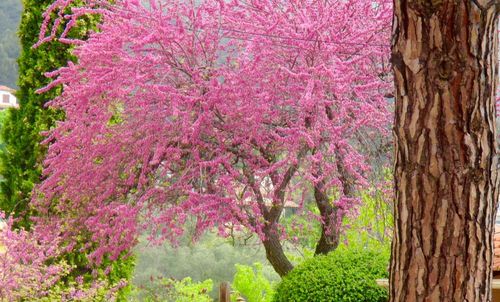 Pink flowers on tree trunk