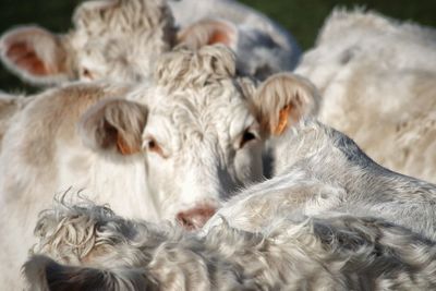 Close-up portrait of sheep