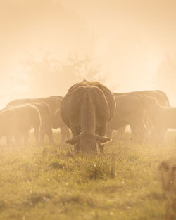 Grazing cow in a pasture on a foggy autumn morning