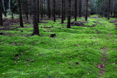 Trees in forest