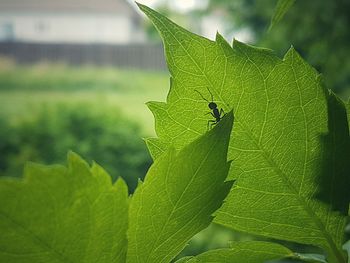 Close-up of insect on leaf