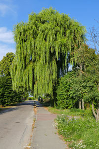 Road amidst trees against sky